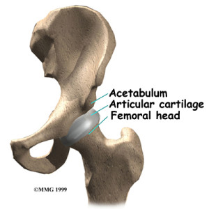 hip_chs_anatomy01