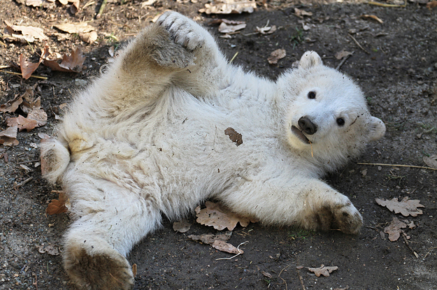 http://www.buzzfeed.com/samstryker/polar-bears-are-drunk#.ruzQ7vVblQ