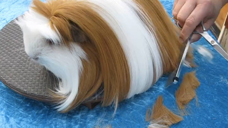 http://mashable.com/2015/01/06/guinea-pig-gets-haircut/